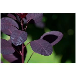 COTINUS COGGYGRIA ´ROYAL PURPLE´