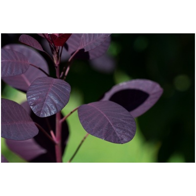 COTINUS COGGYGRIA ´ROYAL PURPLE´