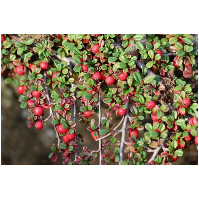 COTONEASTER HORIZONTALIS