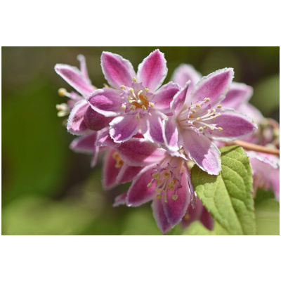 DEUTZIA HYBRIDA ´PINK POM POM´ C3