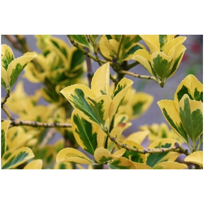 EUONYMUS FORTUNEI ´EMERALD‘N GOLD´