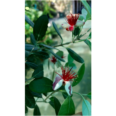 FEIJOA SELLOWIANA