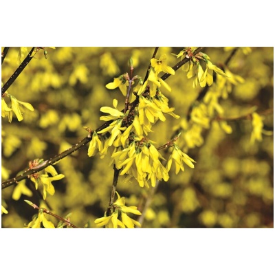 FORSYTHIA X INTERMEDIA ´LYNWOOD´