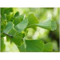 GINKGO BILOBA ´GLOBOSA´