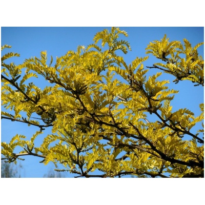 Gleditsia triacanthos Sunburst K35 6-8