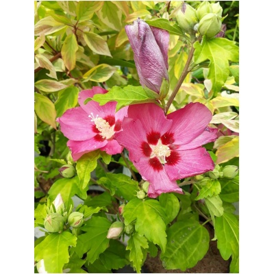 HIBISCUS SYRIACUS