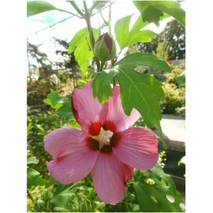 HIBISCUS SYRIACUS