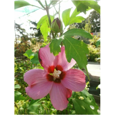 HIBISCUS SYRIACUS