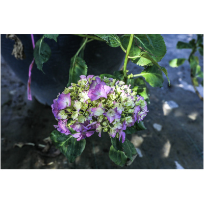 HYDRANGEA MACROPHYLLA