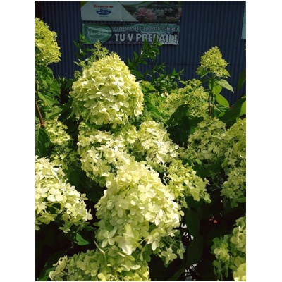 HYDRANGEA PANICULATA ´LIMELIGHT´