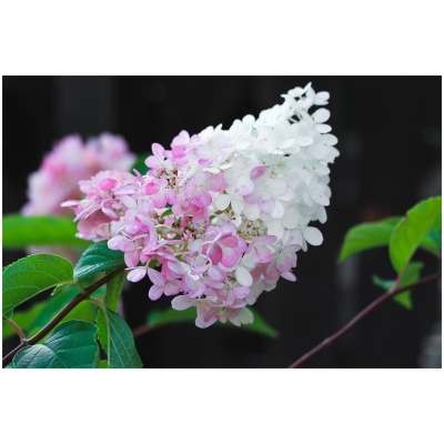 HYDRANGEA PANICULATA ´PHANTOM´