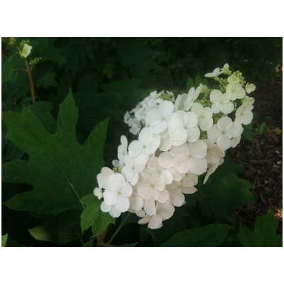 HYDRANGEA QUERCIFOLIA