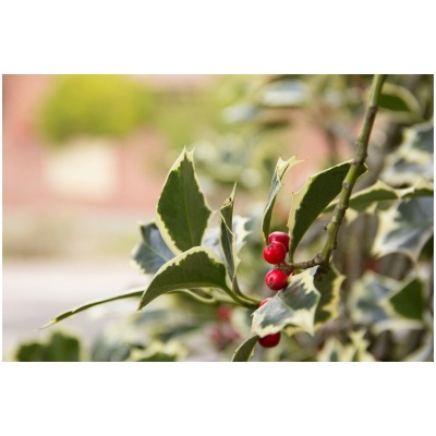 ILEX AQUIFOLIUM ´VARIEGATUM´