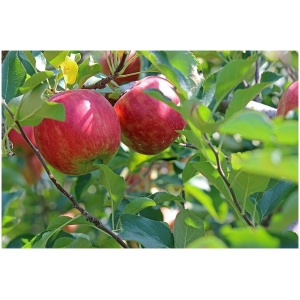 Jabloň voľnokorenná - RED DELICIOUS