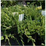 JUNIPERUS COMMUNIS ´GREEN CARPET´