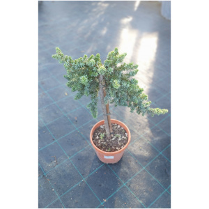 JUNIPERUS CONFERTA SCHLAGER