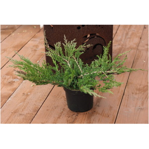 JUNIPERUS HORIZONTALIS ´PRINCE OF WALES´