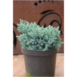 JUNIPERUS SQUAMATA ´BLUE STAR´