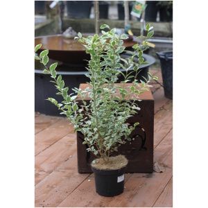 LIGUSTRUM UV. AUREUM