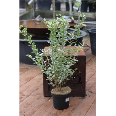 LIGUSTRUM UV. AUREUM