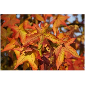 LIQUIDAMBAR STYRACIFLUA