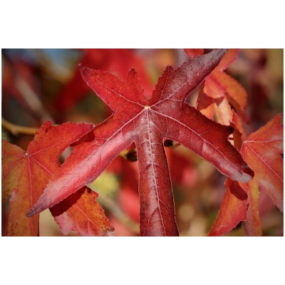 LIQUIDAMBAR STYRACIFLUA ´WOORPLESDON´