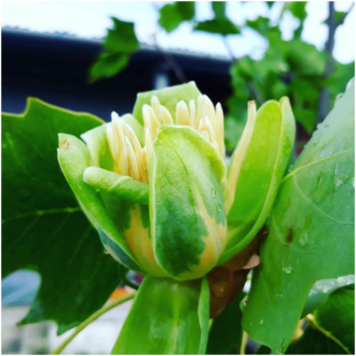 LIRIODENDRON TULIPIFERA