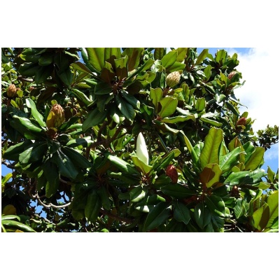 MAGNOLIA GRANDIFLORA ´GALLISONIENSIS´