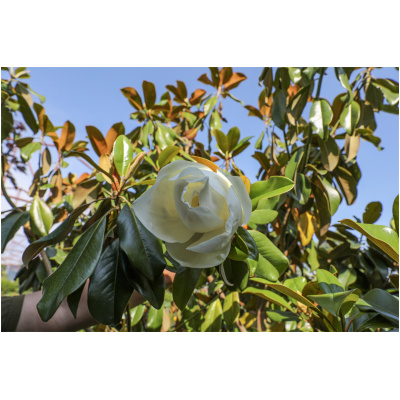 MAGNOLIA GRANDIFLORA ´GALLISSONIENSIS´