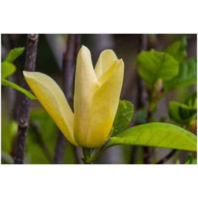 MAGNOLIA ´GOLDEN SUN´