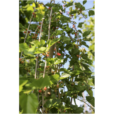 MORUS ALBA ´GIANT FRUIT´