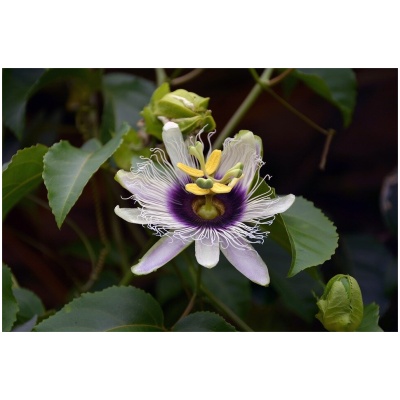 PASSIFLORA CAERULEA ´PURPLE RAIN´