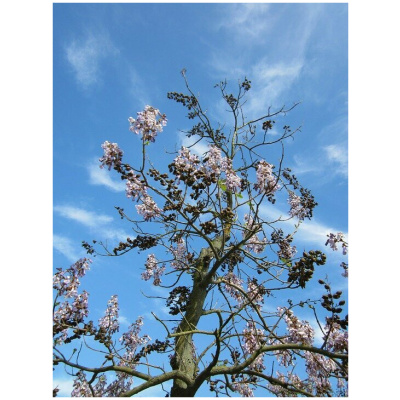 PAULOWNIA TOMENTOSA