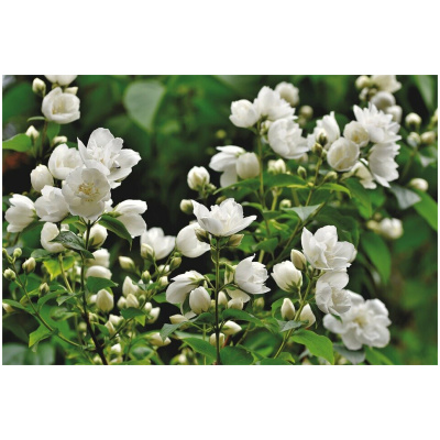 PHILADELPHUS ‘SNOWBELLE‘