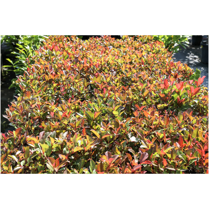 PHOTINIA x FRASERI ´LITTLE RED ROBIN´