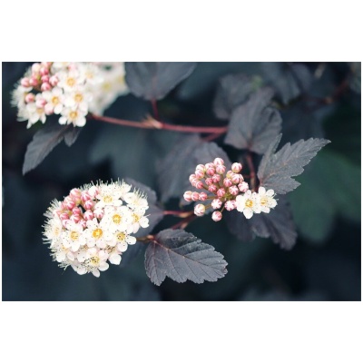 PHYSOCARPUS OPULIFOLIUS ´RED BARON´