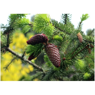 PICEA ABIES INVERSA ´PENDULA´