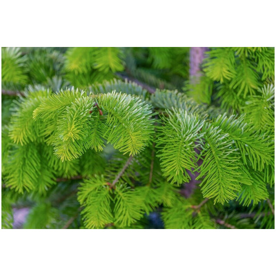 PICEA ABIES ´NIDIFORMIS´