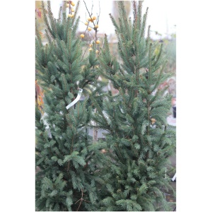 PICEA ABIES ´CUPRESSINA´