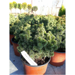 PICEA GLAUCA ´ALBERTA GLOBE´ 15/20