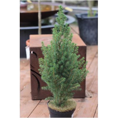 PICEA GLAUCA ´CONICA´