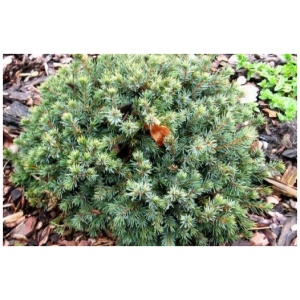 PICEA GLAUCA ´ECHINIFORMIS´