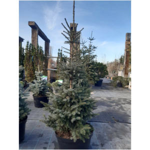 PICEA OMORICA 100/125