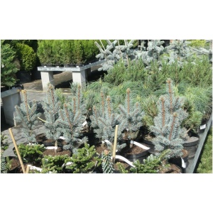 PICEA PUNGENS ´HOOPSII´