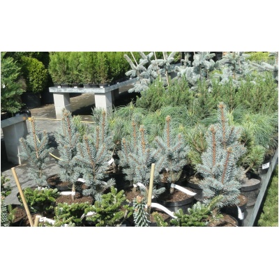 PICEA PUNGENS ´HOOPSII´