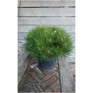 PINUS NIGRA BAMBINO