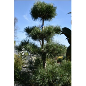 PINUS PARVIFLORA - bonsaj