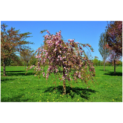 PRUNUS SERRULATA KIKU-SHIDARE-SAKURA