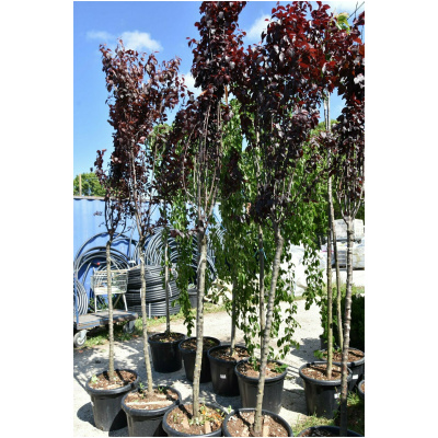 PRUNUS SERRULATA ROYAL BURGUNDY