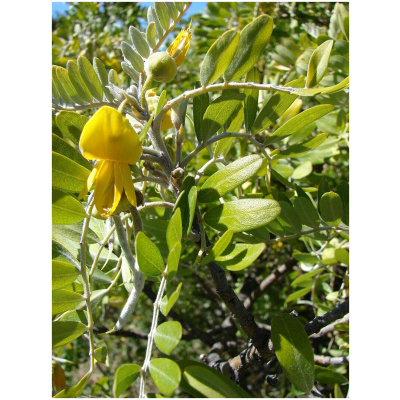 SOPHORA JAPONICA PENDULA